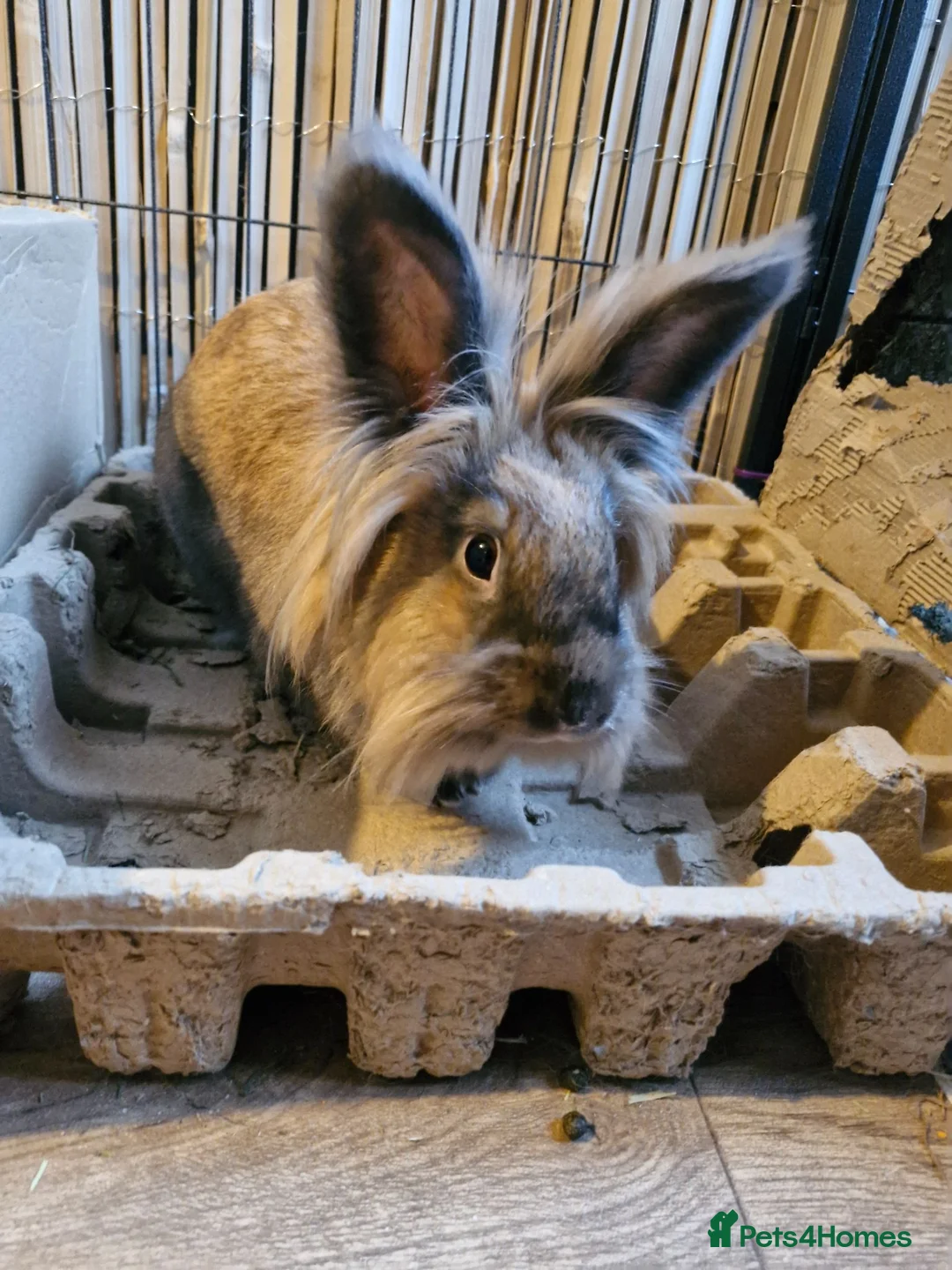 Lionhead rabbits for sale: Bonded lion head sisters - Advert 2