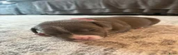 American Bully dogs for sale: Blue x lilac tri American pocket bully pups - Advert 10