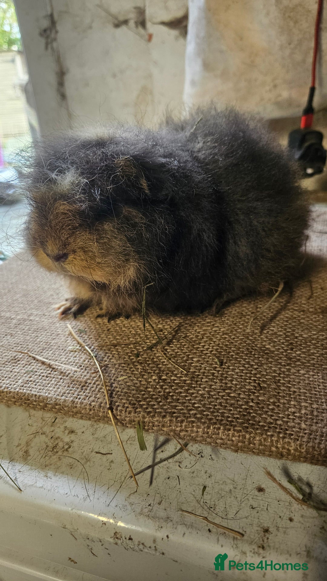 Guinea Pig rodents for sale: Rare swiss guinea pigs - Advert 3