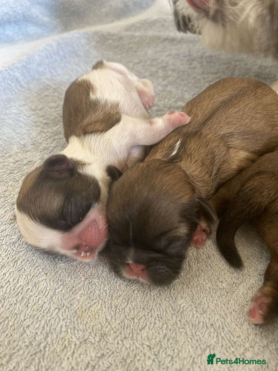 Shih Tzu dogs for stud: Handsome experienced KC registered stud dog in Cullompton - Image 18