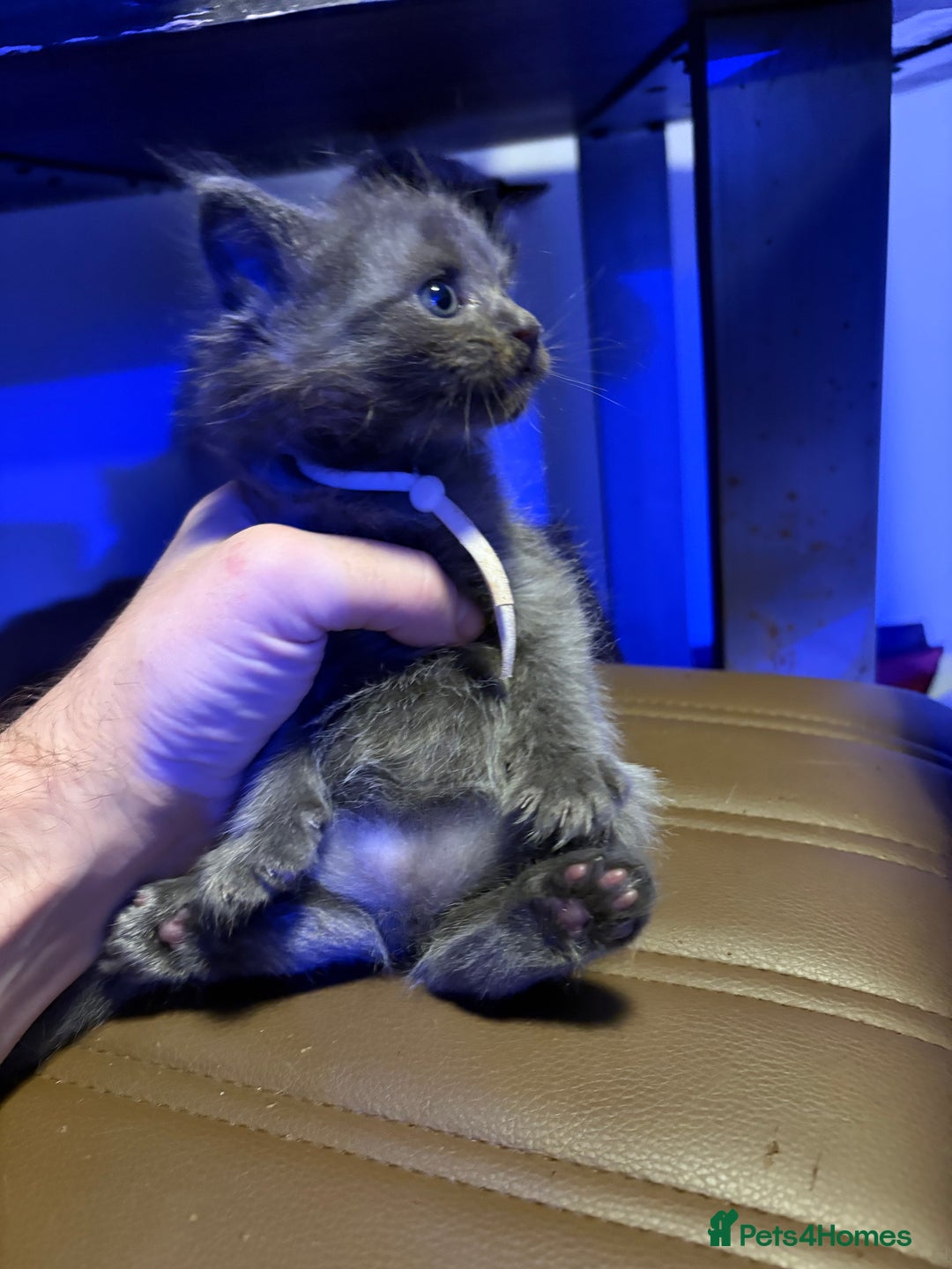 Ragcoon cats for sale: Last Female Ragcoon kitten - ready to leave - Advert 7