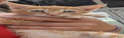 Mixed Breed cats for sale: Bengal cross kittens  in Lincoln - Advert 2