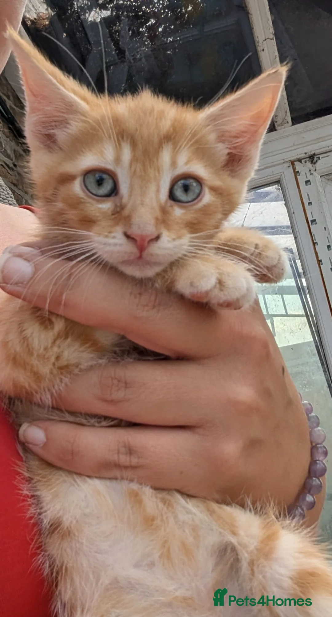 Mixed Breed cats for sale: Bengal cross kittens  in Lincoln - Advert 2