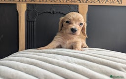 Dachshund dogs for sale: Long haired miniature Dachshunds  - Image 35