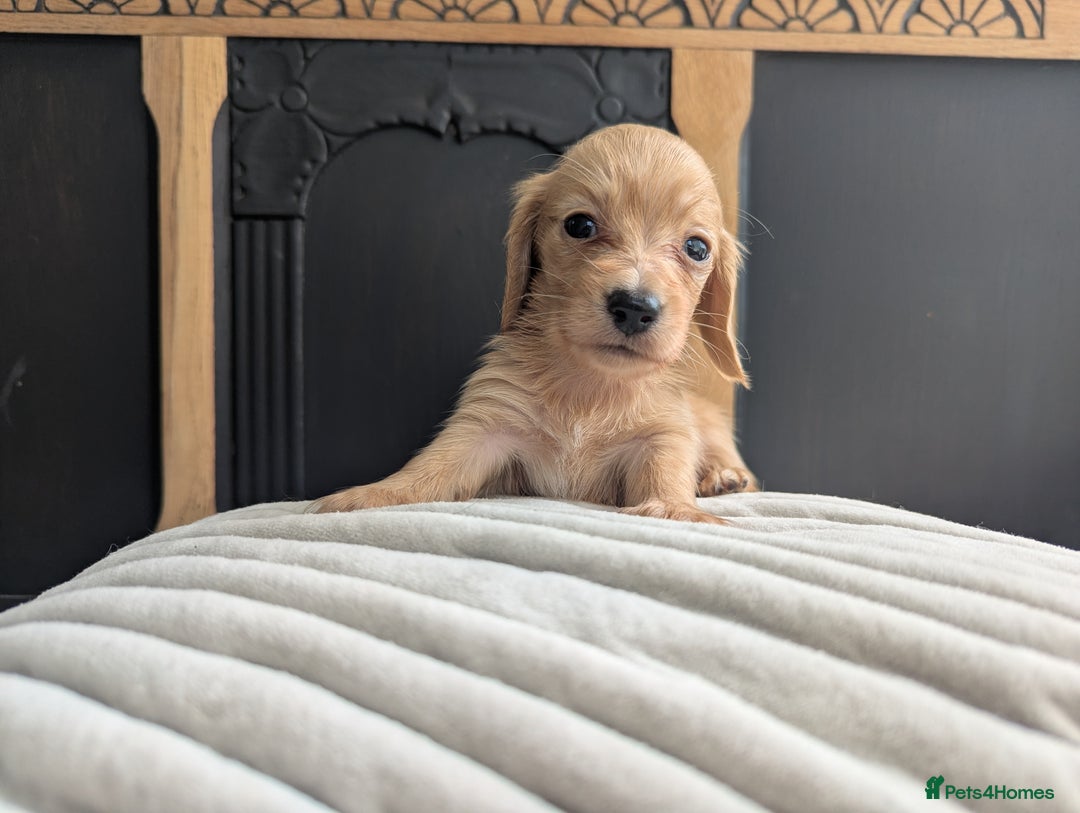 Dachshund dogs for sale: Long haired miniature Dachshunds  - Image 35