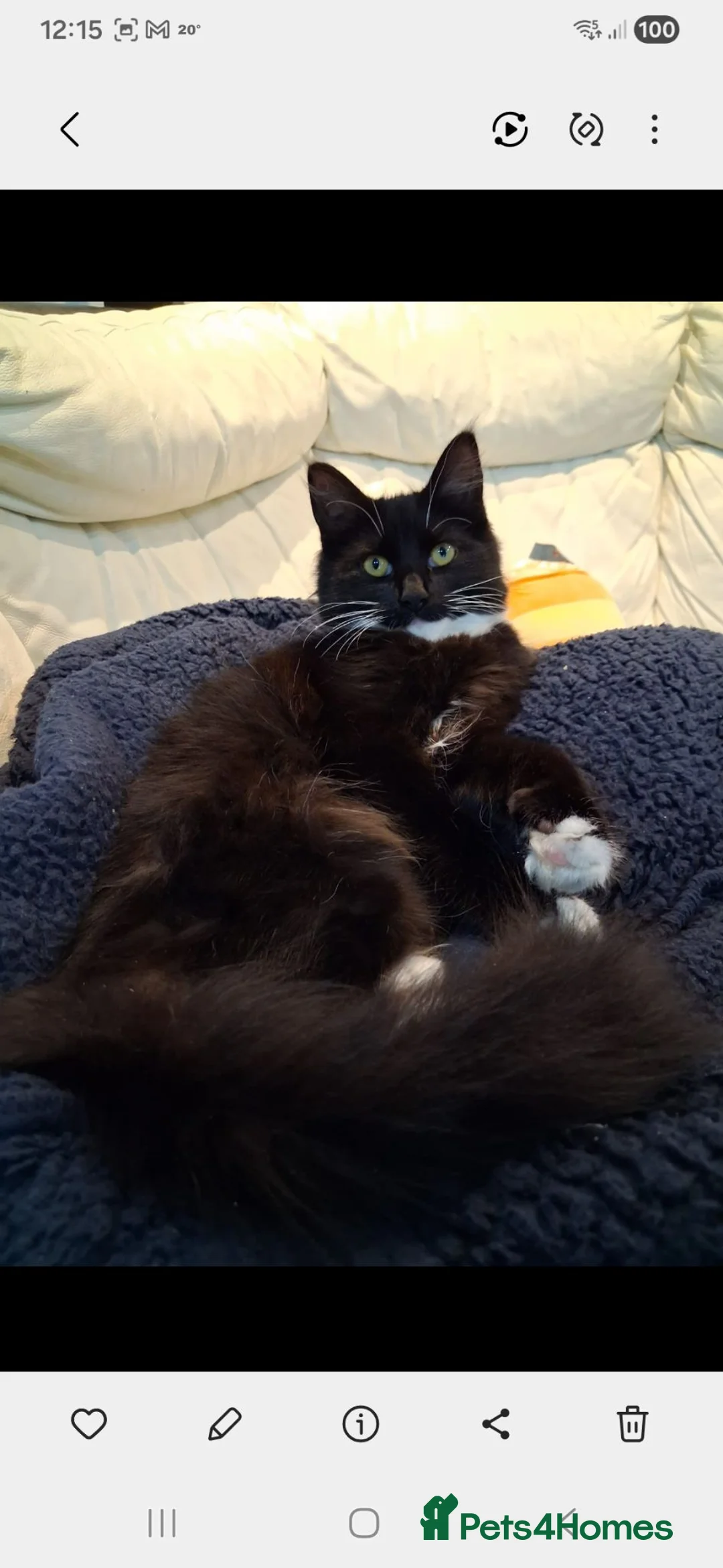 Mixed Breed cats for sale: 2 male domestic long hair tuxedo cats in Liverpool - Advert 6