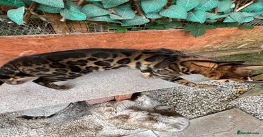 Bengal cats - Advert 8
