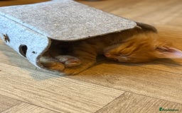 Mixed Breed cats for sale: One female ginger kitten left from litter of 5  - Image 4