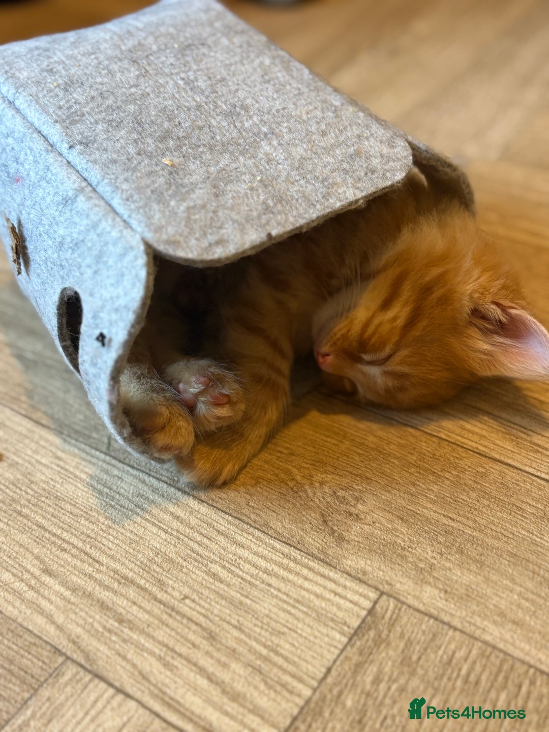 Mixed Breed cats for sale: One female ginger kitten left from litter of 5  - Image 4