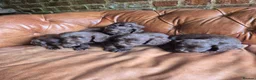 Cocker Spaniel dogs for sale: Cocker spaniel puppies - Advert 5