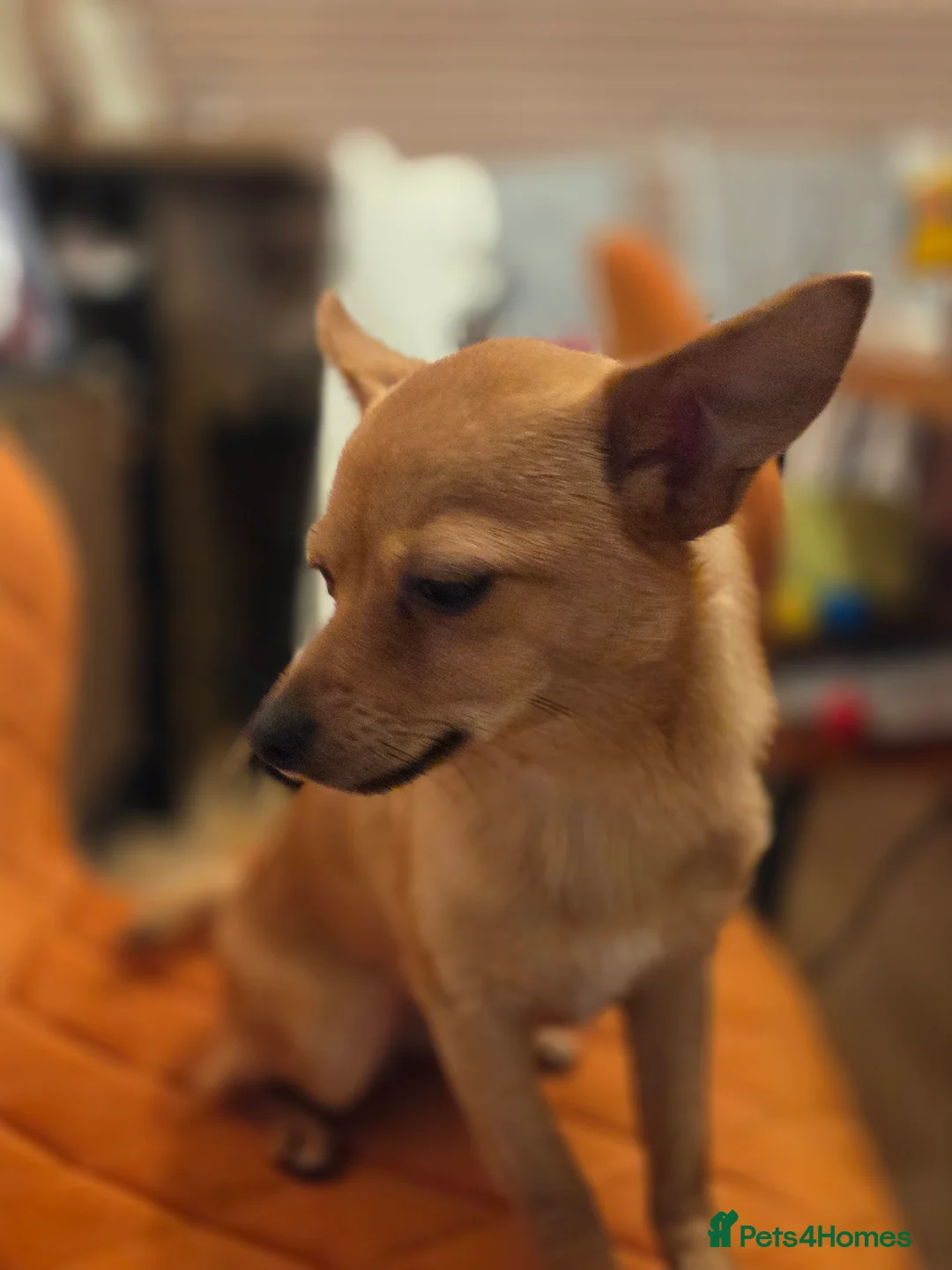 Pomchi dogs for sale: Beautiful poaching girl needing her forever home  - Advert 2