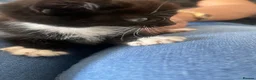 Mixed Breed cats for sale: 4 Adorable Kittens Ready for Forever Homes - Advert 9