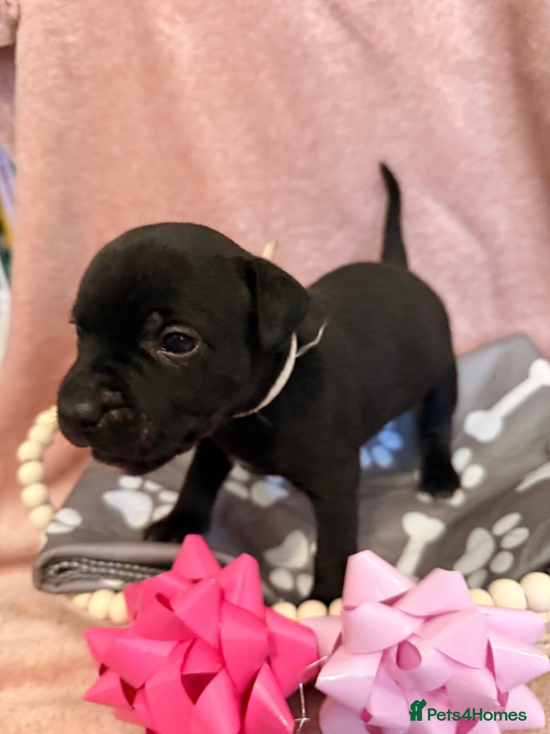 Staffordshire Bull Terrier dogs for sale: 🐾Beautiful chunky Staffies 🐾 - Image 14