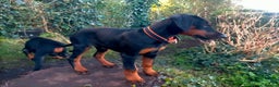 Dobermann dogs for sale: Dobermann puppies - Advert 3