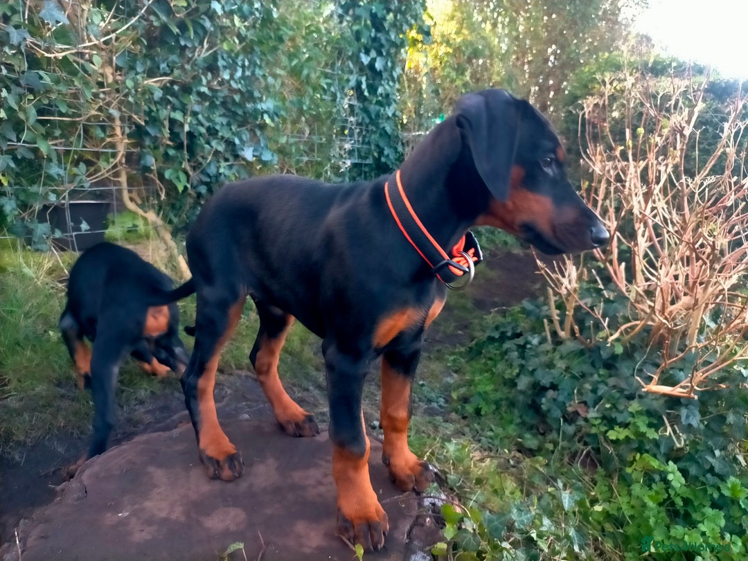Dobermann dogs for sale: Dobermann puppies - Advert 3