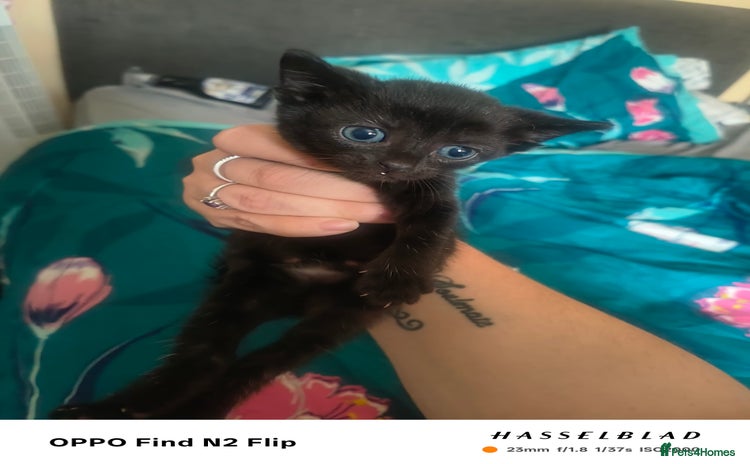 Mixed Breed cats - Advert 13