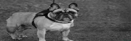 French Bulldog dogs for sale: Female Fawn French bulldog  in Pontefract - Advert 8
