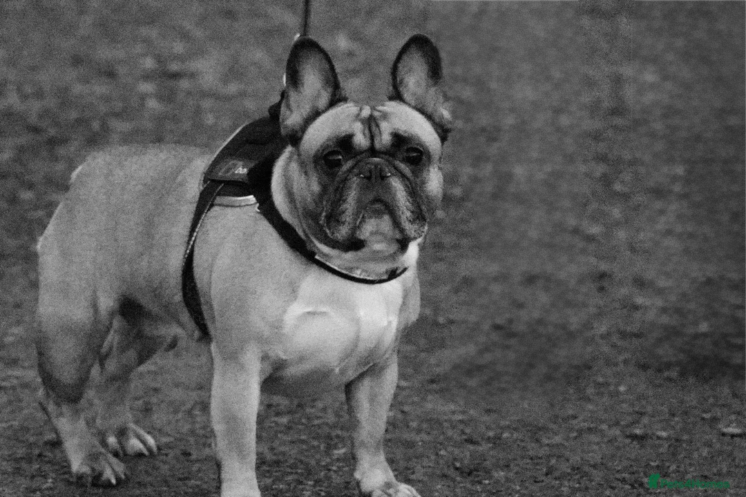 French Bulldog dogs for sale: Female Fawn French bulldog  in Pontefract - Advert 8
