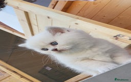British Longhair cats for sale: 6 Adorable British ShortHair X LongHair kittens .  - Image 35