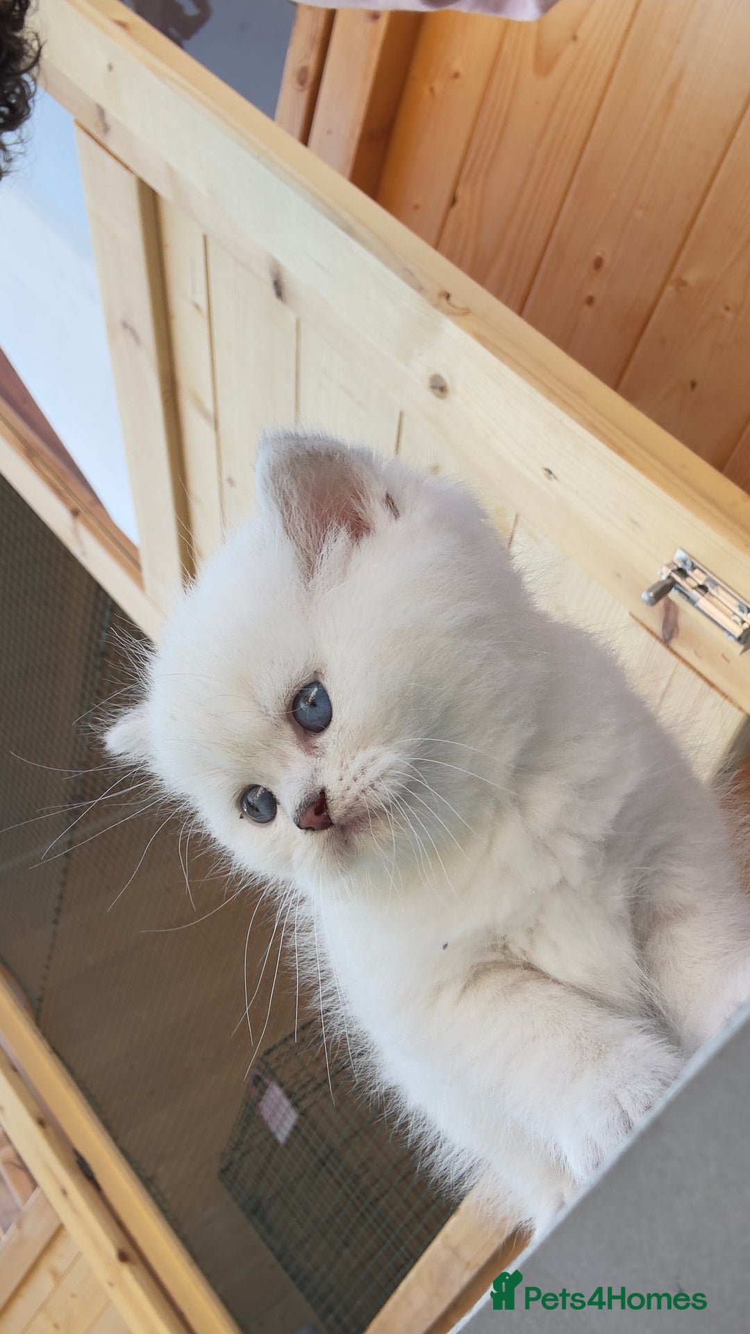 British Longhair cats for sale: 6 Adorable British ShortHair X LongHair kittens .  - Image 35