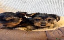 Yorkshire Terrier dogs for sale: Stunning Yorkshire Terrier puppies for sale  - Image 8