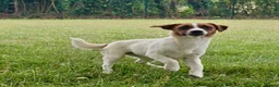 Jack Russell dogs for adoption: FIONA – Young Jack Russell Terrier - Advert 6