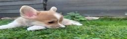 Welsh Corgi Pembroke dogs for sale: REDUCED — Fully Vaccinated Pembroke Welsh Corgi   - Advert 13