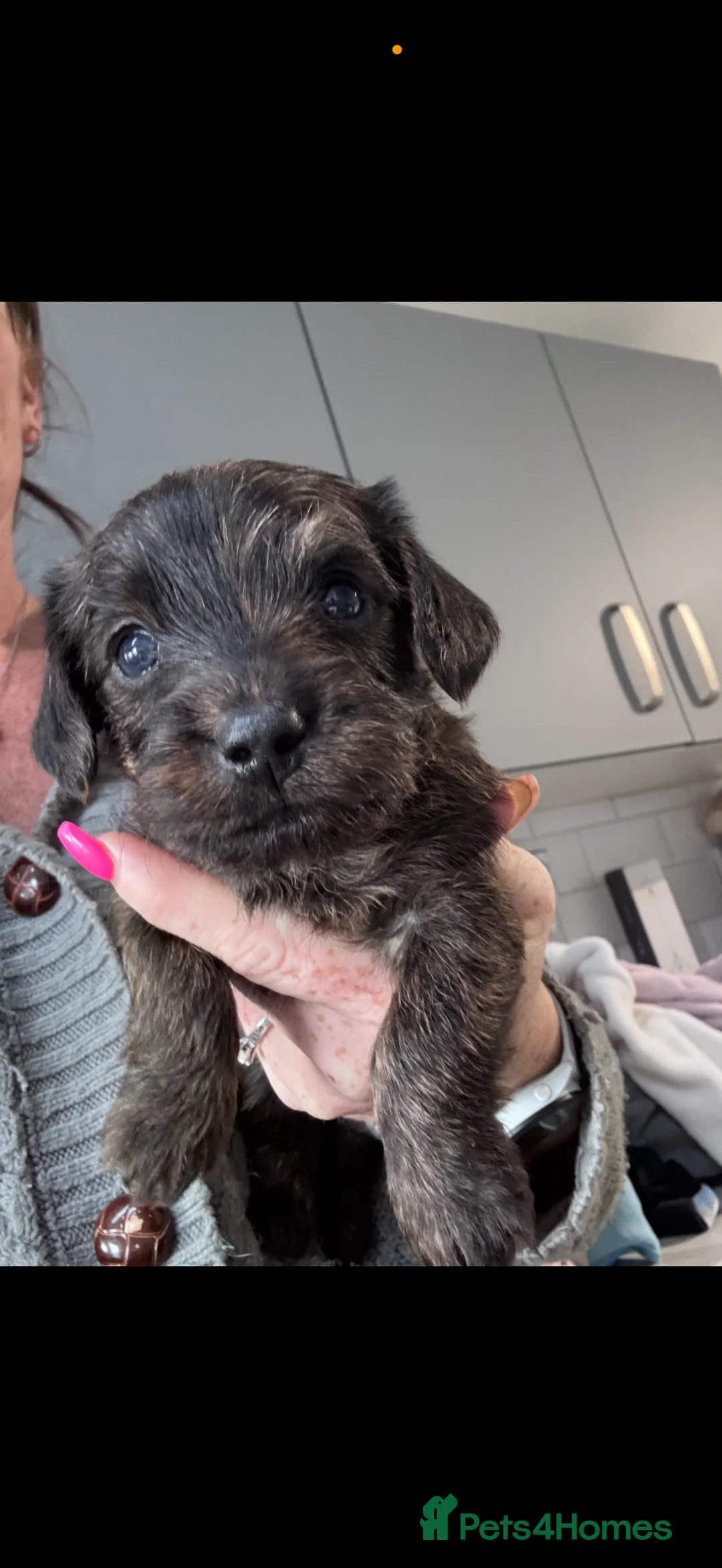 Yorkiepoo dogs for sale: Gorgeous little girl yorkipoo - Advert 1