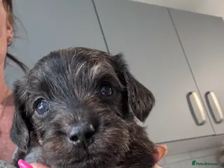 Yorkiepoo dogs Gorgeous little girl yorkipoo - Advert 1