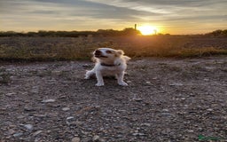 Mixed Breed dogs for adoption: Beautiful and Gentle NIVA - for a Loving Home - Image 12