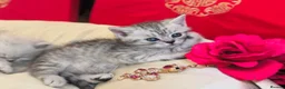British Shorthair cats for sale: Beautiful silver spotted British shorthair kitten - Advert 2