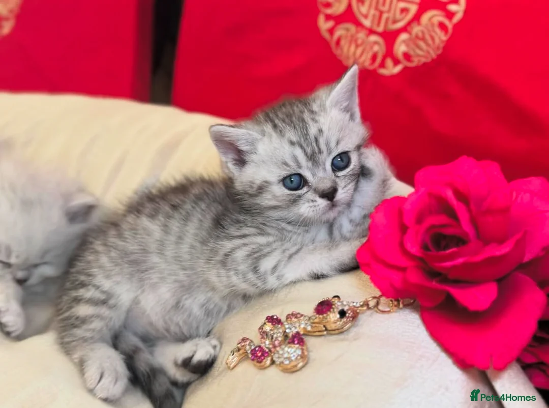 British Shorthair cats for sale: Beautiful silver spotted British shorthair kitten - Advert 2