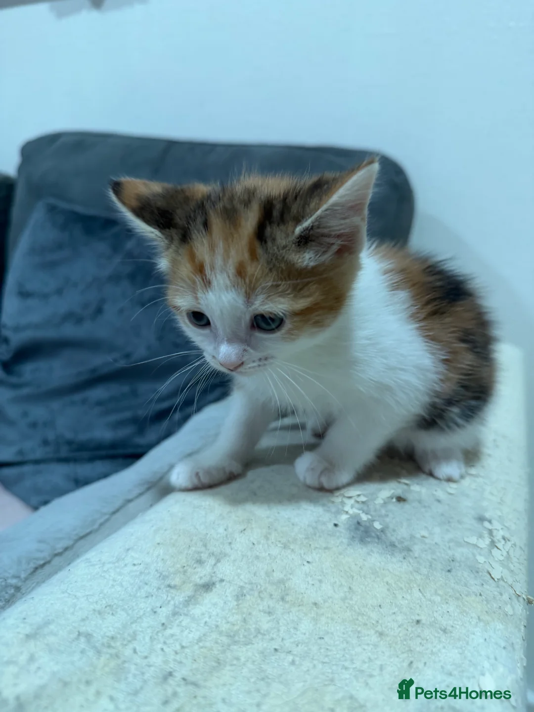 American Wirehair cats for sale: 3 beautiful American wire hair x tabby - Advert 5