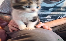 Mixed Breed cats for sale: 4 beautiful kittens ready to leave now  - Image 4