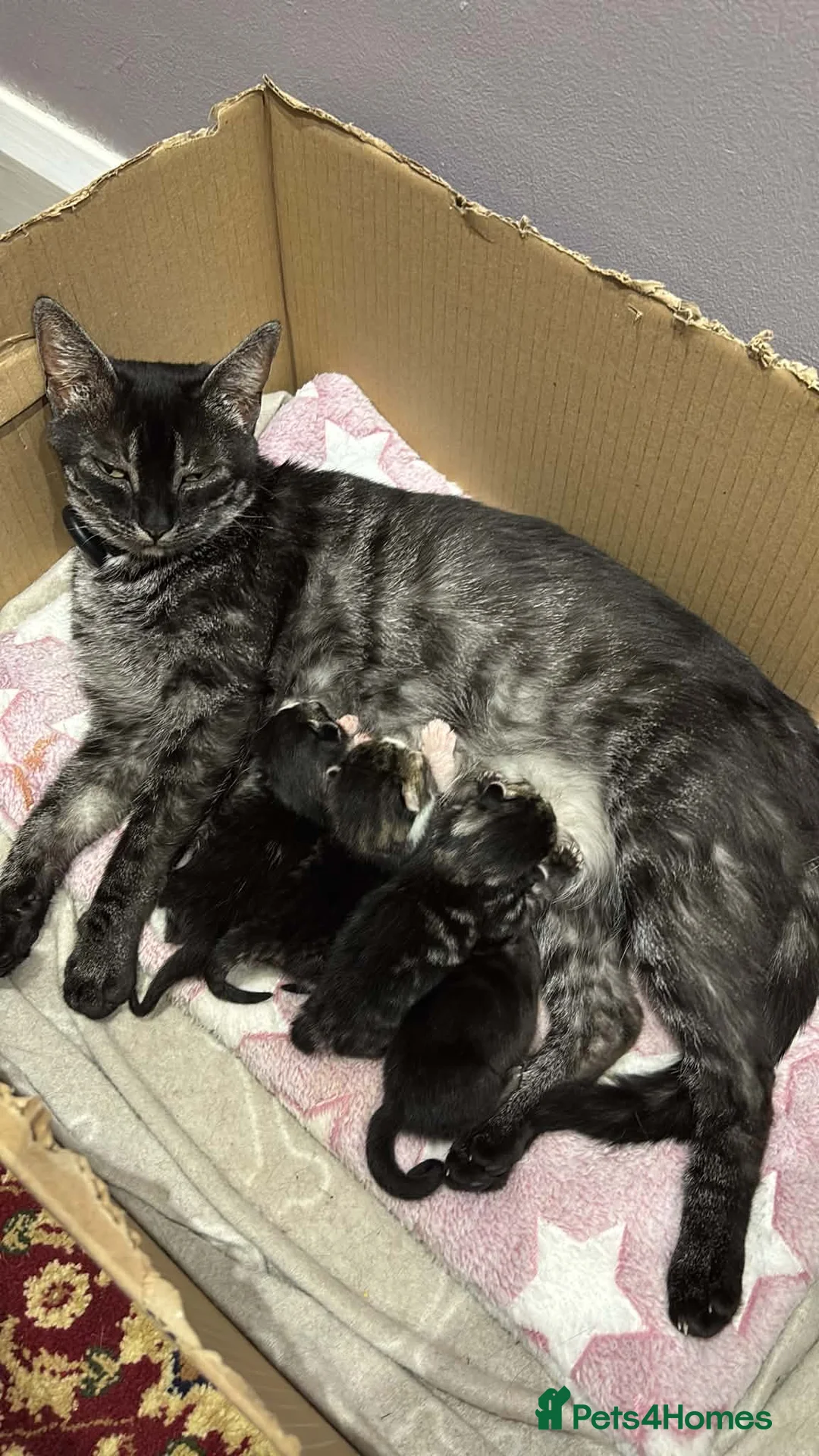 American Shorthair cats for sale: 4 Male American shorthairs - Advert 1