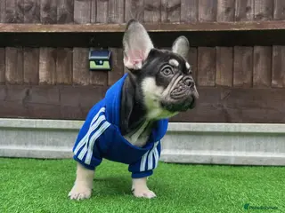 French Bulldog dogs Stunning Kc French Bulldog puppies - Advert 4