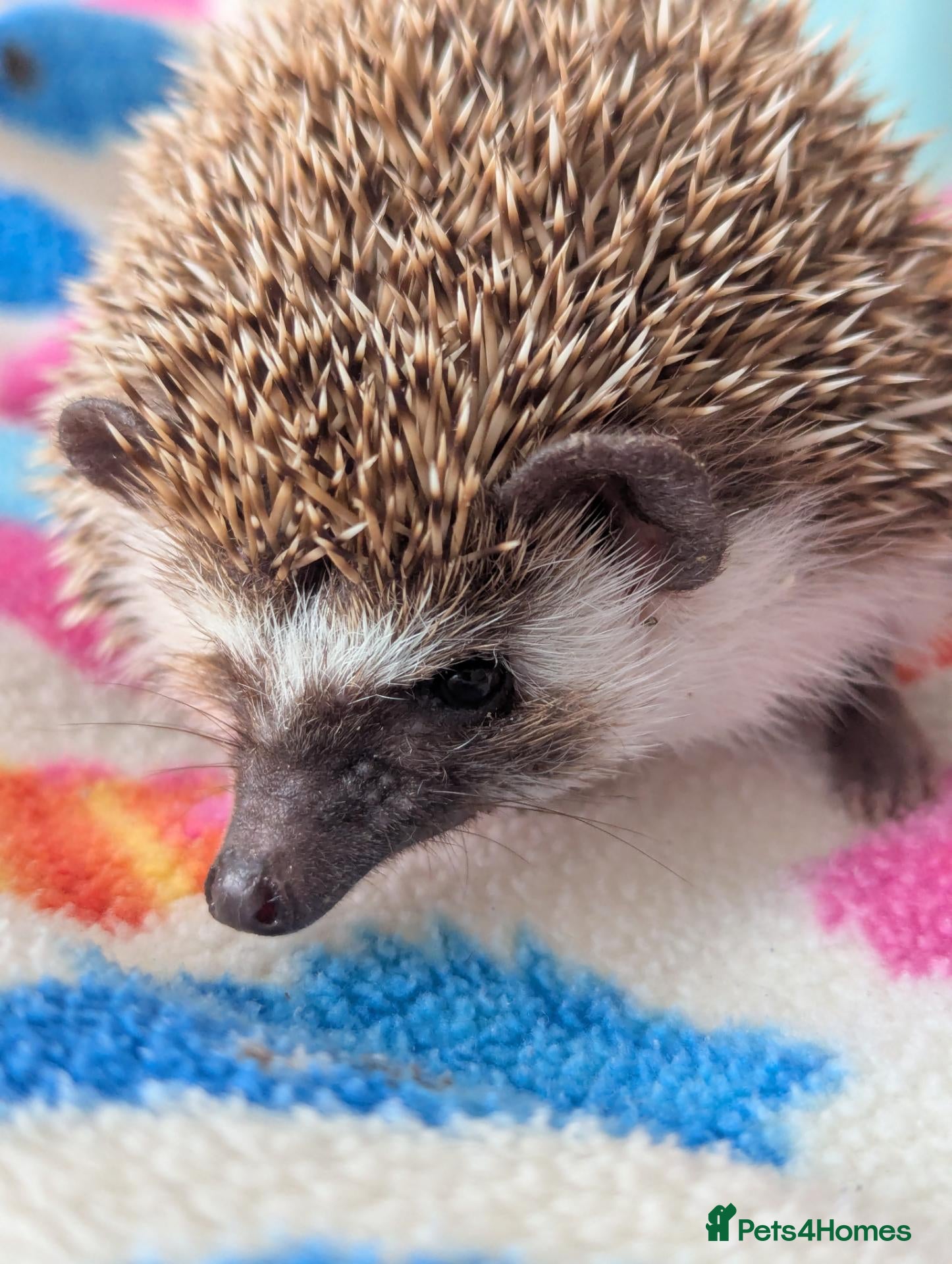 Pygmy Hedgehog rodents Gorgeous Friendly 13 week old Male Hog - Advert 1