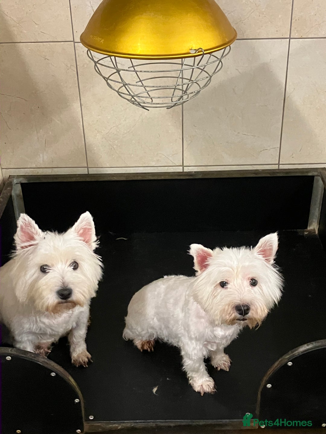 West Highland Terrier dogs for sale: West Highland White Girls - Image 1