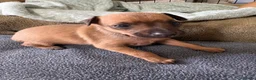 Italian Greyhound dogs for sale: Italian greyhound puppies  in Horsham - Advert 7