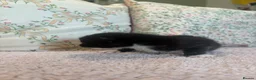 Ragdoll cats for sale: RAGDOLL X SHORTHAIR KITTENS  - Advert 20