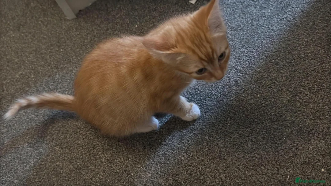 Mixed Breed cats for sale: Ginger male kitten  - Advert 3