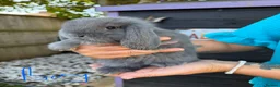 French Lop rabbits for sale: French lops  - Advert 12