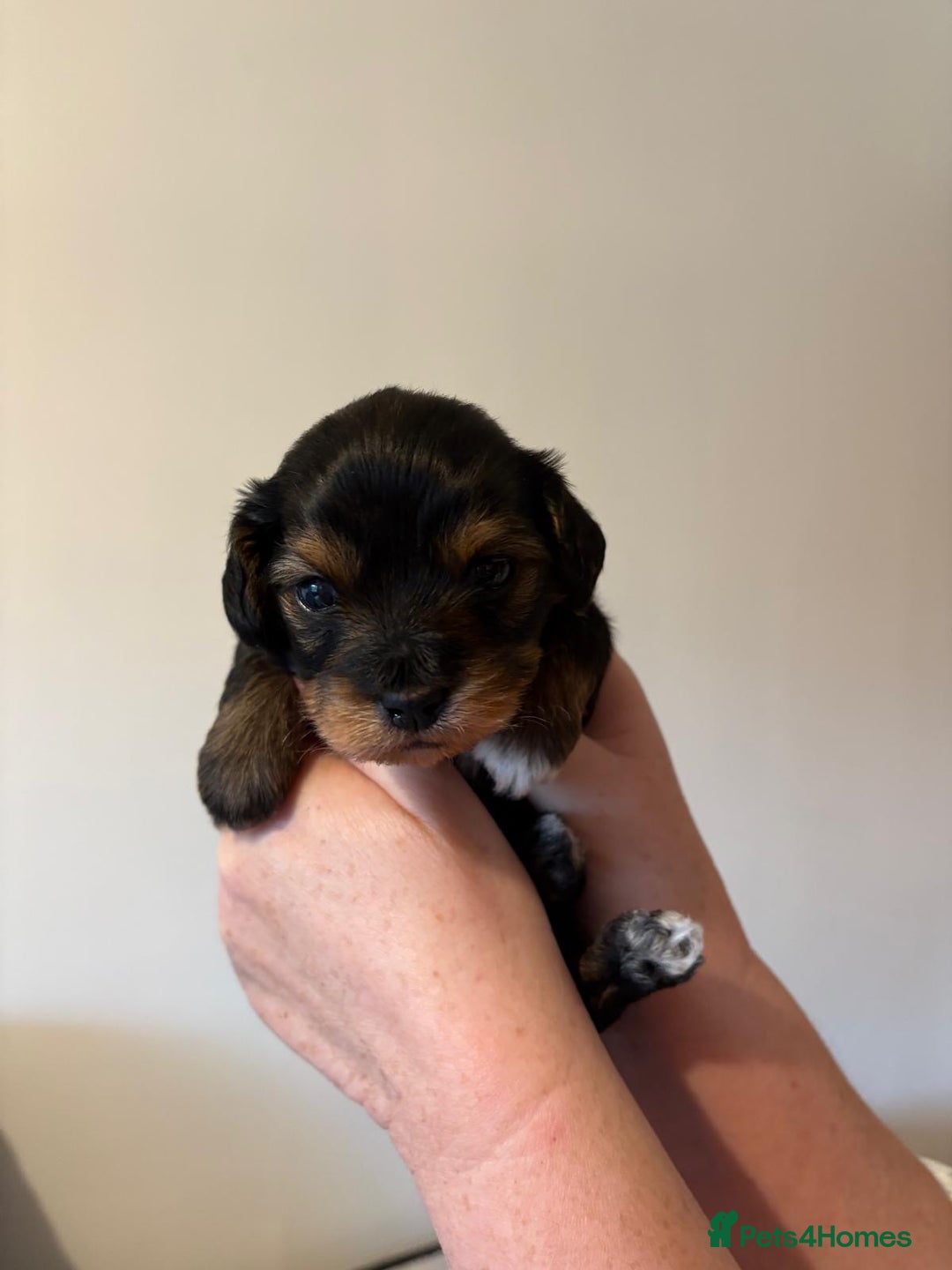 Mixed Breed dogs for sale: Beautiful Zuchon Doxies - Advert 26