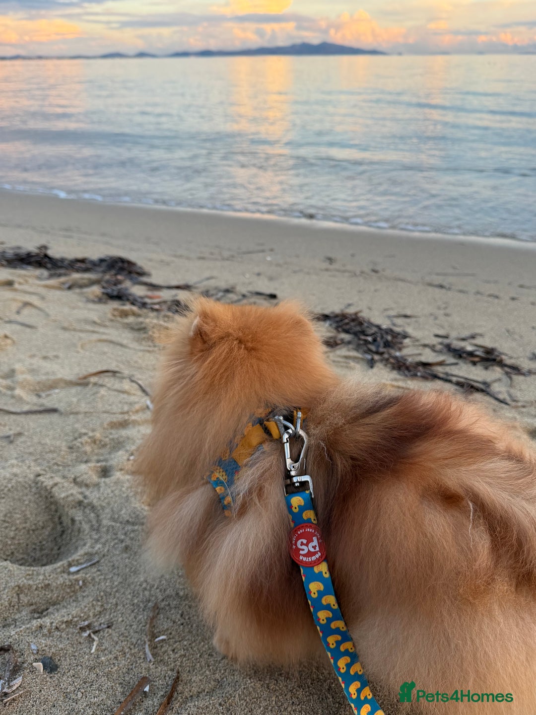 Pomeranian dogs for sale:  **  Russian blood lines sable Pom for sale 😍 - Advert 11