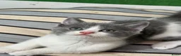 Mixed Breed cats for sale: Beautiful mixed breed kittens.  - Advert 6