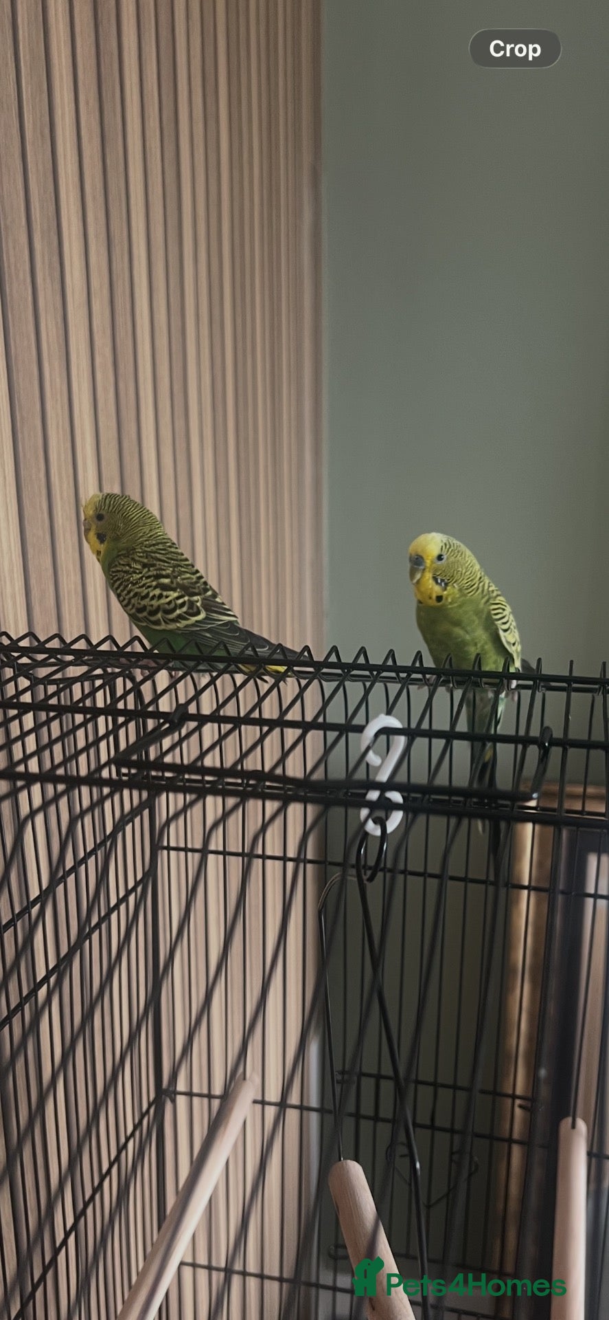 Budgerigars birds for sale: 2 bonded budgies  - Advert 1
