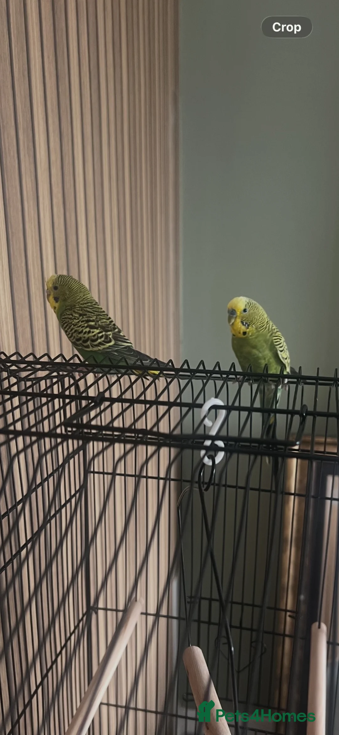 Budgerigars birds for sale: 2 bonded budgies  - Advert 1