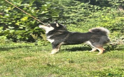 Japanese Shiba Inu dogs for stud: Health  tested Black and Tan young stud  - Image 2