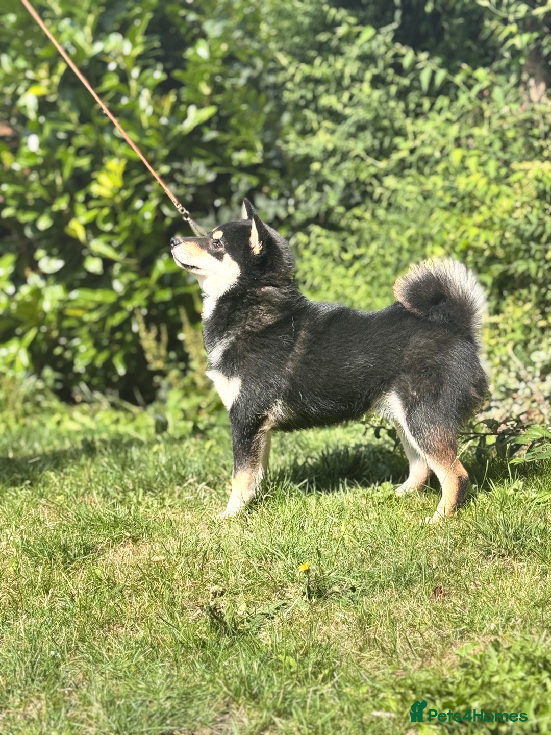 Japanese Shiba Inu dogs for stud: Health  tested Black and Tan young stud  - Image 2