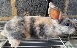 Mixed Breed rabbits for sale: Havana/European rabbits ready for homes now - Image 4